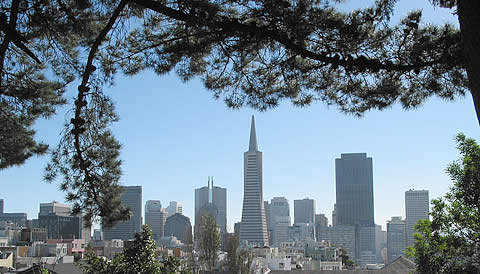 Looking through pine trees at the San Francisco skyline